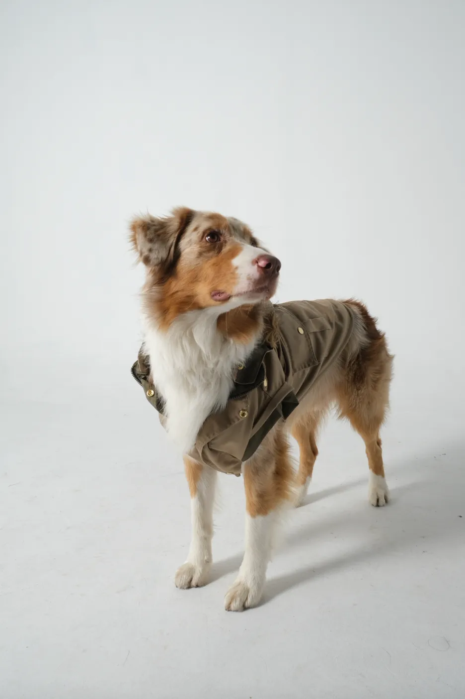 Dog Doble face Parka Military Green/Beige